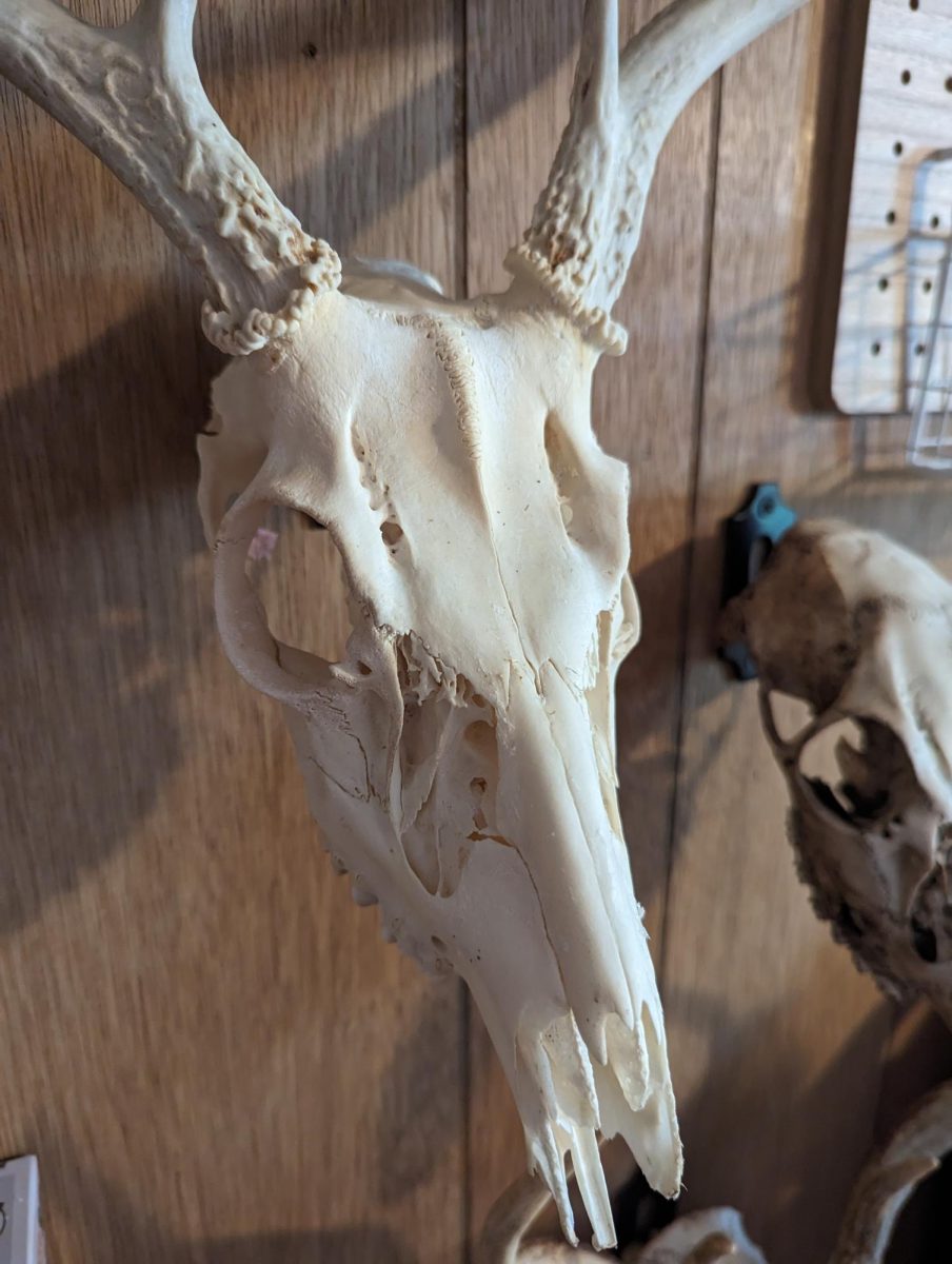 Digging into the Identity of Animal Bones