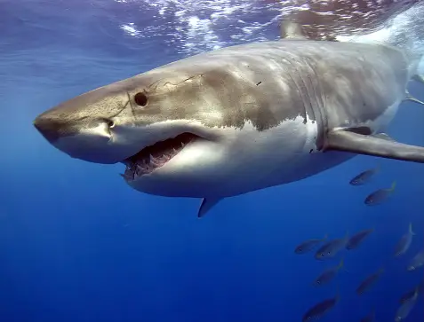Global Spotlight--Are Sharks Killing Humans for Fun?