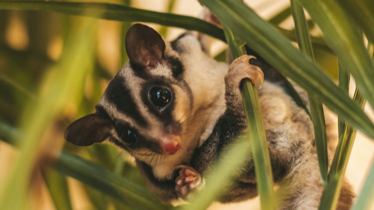 How To Take Care of Sugar Gliders