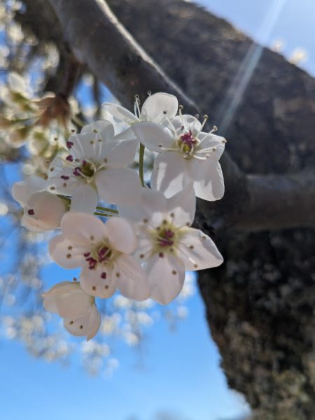 Photo Essay:  Spring is in the Air