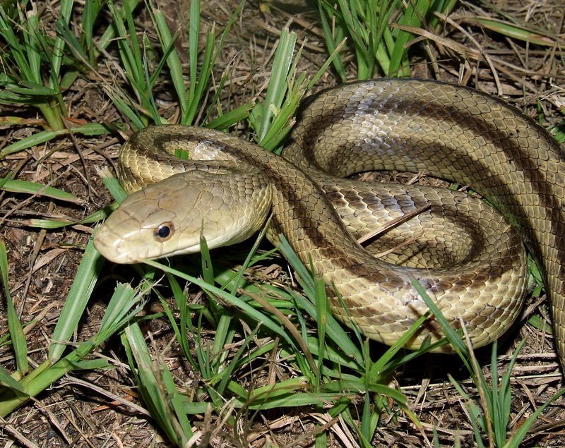 rat snake